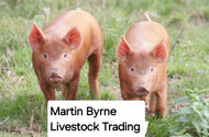 WEANER PIGS WANTED!!! £50