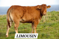 Limousin Store Steers for Sale.