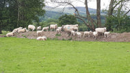 STORE LAMBS WANTED!!! £110